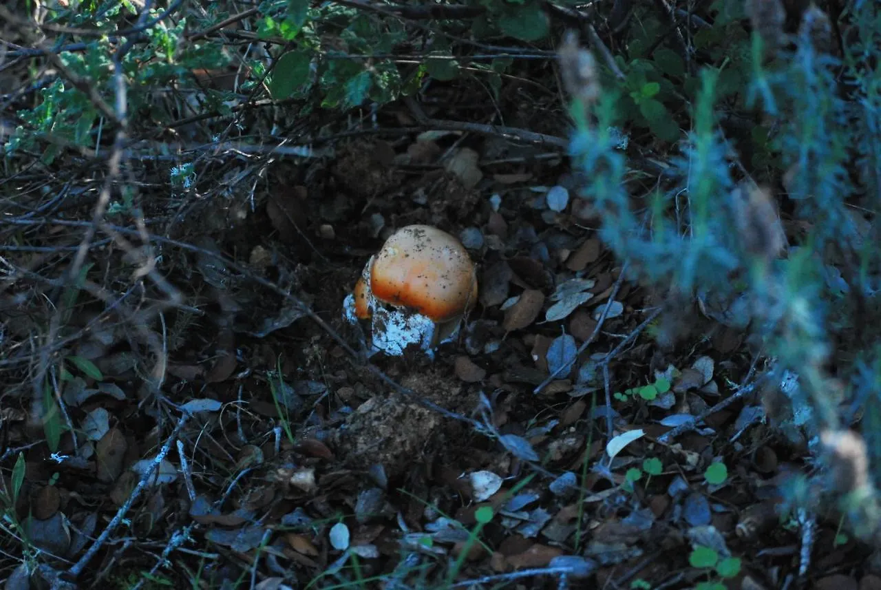El Alojamiento Rural De Peter Aracena Venkovský dům
